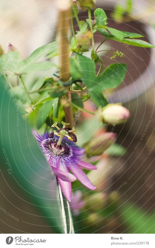 passion Plant Summer Blossom Exotic Passion flower Creeper Blossoming Beautiful Green Violet Colour photo Exterior shot Deserted Sunlight Shallow depth of field
