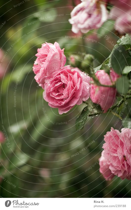 Shrove Monday Drops of water Summer Climate Weather Plant Rose Leaf Blossom Blossoming Wet Green Pink climbing rose Colour photo Exterior shot Deserted