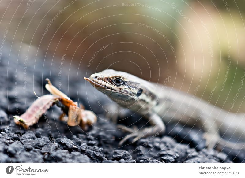 Mini Dragons Animal Wild animal Lizards 1 To feed Carnivore Amphibian Colour photo Copy Space top Day Shallow depth of field Animal portrait Front view Deserted