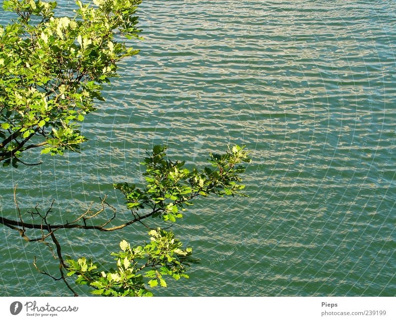 Oak branches in front of water surface Nature Landscape Plant Water Summer Tree Branch Oak tree Lake Uniqueness Green Vacation & Travel Waves Recreation area