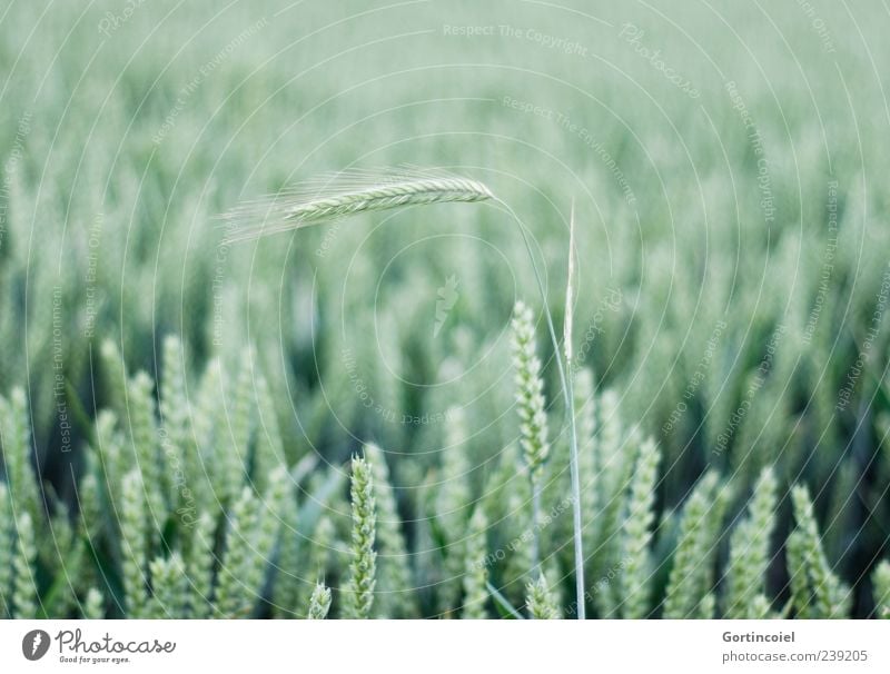 rising Environment Nature Summer Plant Agricultural crop Field Green Grain Grain field Ear of corn Cornfield Bright green Deserted Central perspective Wheat