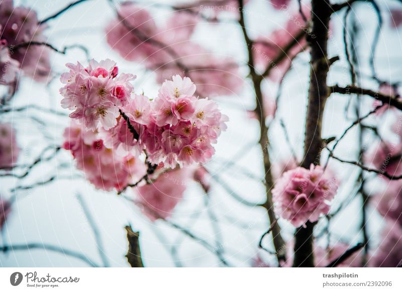 cherry blossom Nature Landscape Plant Spring Tree Leaf Blossom Cherry Pink Colour photo Exterior shot Detail Blur
