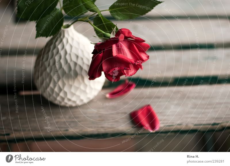 parted Plant Summer Flower Rose Leaf Blossom Faded Red White Sadness Pain Transience Goodbye Vase Wooden chair Garden chair Still Life Colour photo