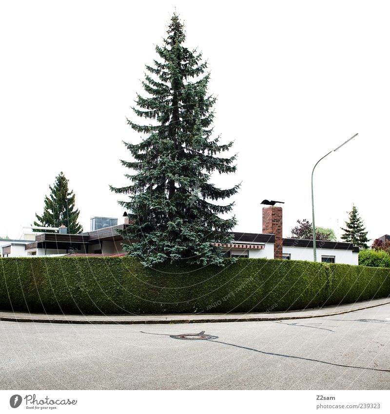 o fir tree... House (Residential Structure) Tree Bushes Hedge Traffic infrastructure Street Simple Round Green Symmetry Settlement Lantern Fir tree