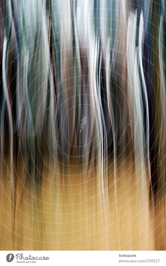 Striped Forest II Style Design Bizarre Chaos Stagger To fall Ghosts & Spectres  Spooky Line Strip of light Visual spectacle Play of colours Downward Wavy line