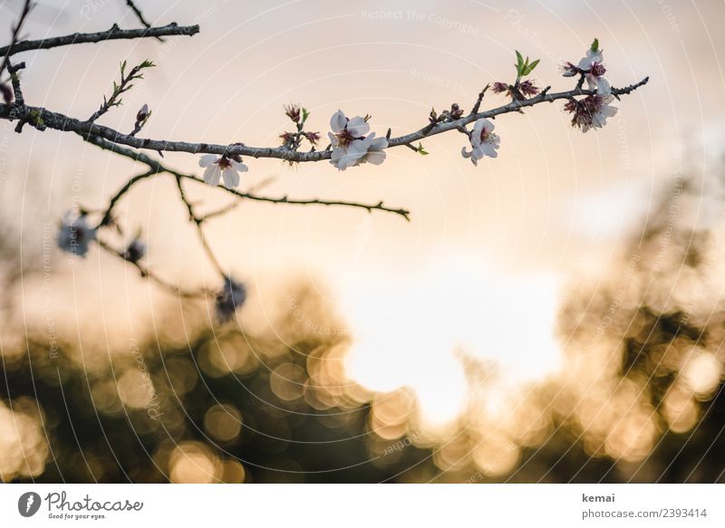 almond blossom Harmonious Well-being Senses Relaxation Calm Nature Plant Sky Sun Spring Beautiful weather Flower Blossom Agricultural crop Twig Almond blossom