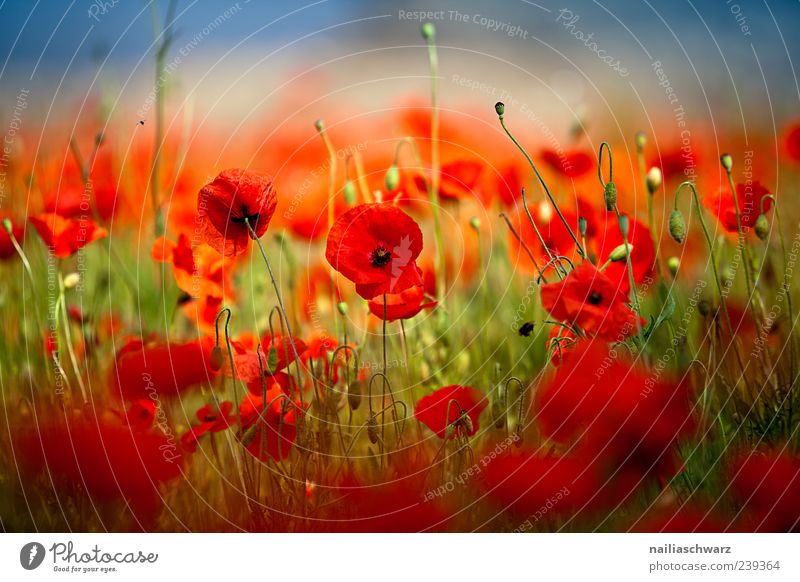 poppy dream Painting and drawing (object) Environment Nature Landscape Plant Earth Sunlight Summer Beautiful weather Flower Wild plant Poppy blossom Garden