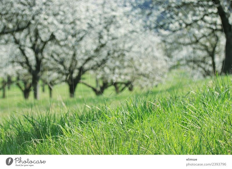 cherry meadow Environment Nature Plant Spring Beautiful weather Tree Grass Blossom Cherry tree Cherry blossom orchard Meadow blossom dream Blossoming Growth