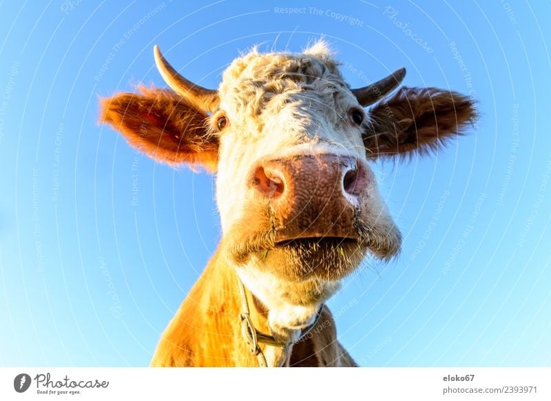 cow Summer Nature Esthetic Kitsch Natural Slimy Crazy Athletic portrait of a cow animal farm agriculture beef mammal white cattle head grazing grass dairy
