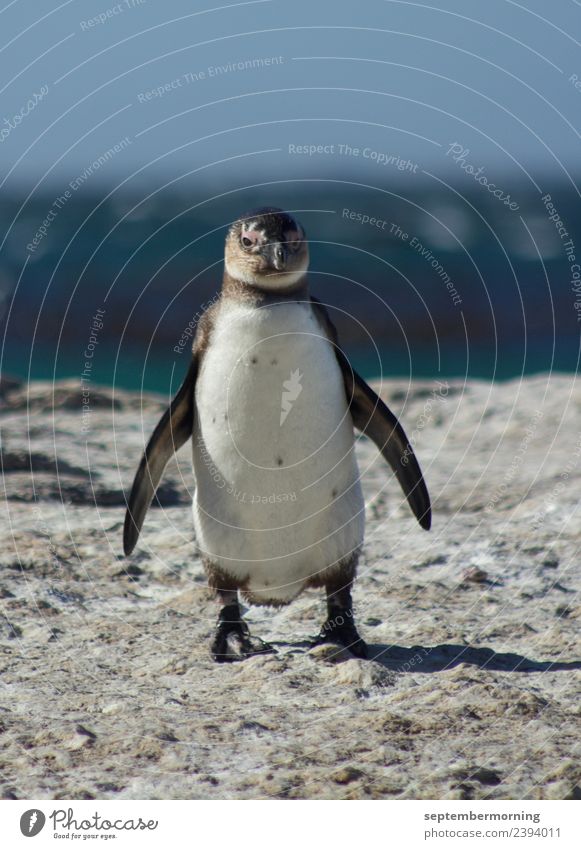 penguin Beautiful weather Ocean Animal Penguin 1 Stand Blue Black White Peaceful Colour photo Exterior shot Close-up Deserted Day Blur Central perspective