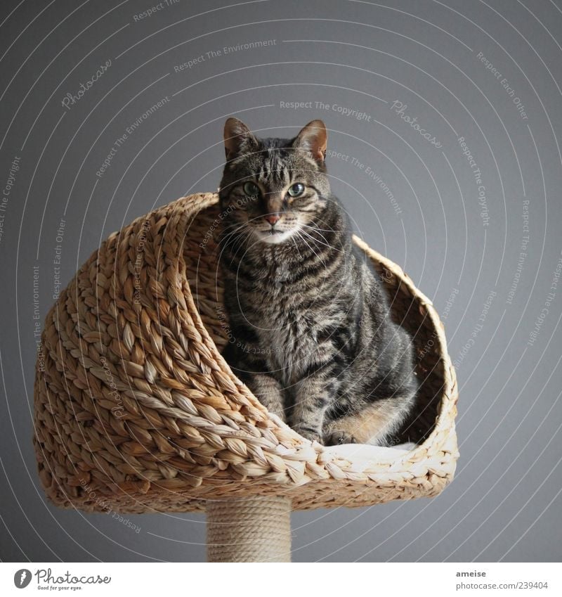 RA Pet Cat Pelt 1 Animal Threat Elegant Beautiful Gray Wall (building) Cat eyes Cat's head Cat's ears cat basket Basket Domestic cat cat tree Deserted