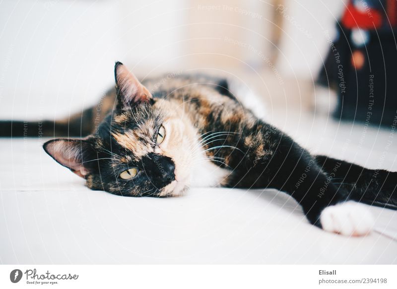 Sleepy Calico cat Lifestyle Animal Pet Cat 1 Moody Safety (feeling of) Comfortable Ignorant Relaxation calico lazy Fatigue furry Whiskers Tricolour Colour photo
