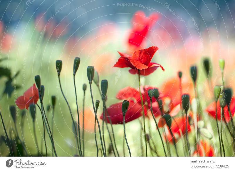 poppy dream Summer Nature Landscape Plant Beautiful weather Flower Blossom Wild plant Poppy Meadow Field Blossoming Fragrance Dream Blue Multicoloured Green Red