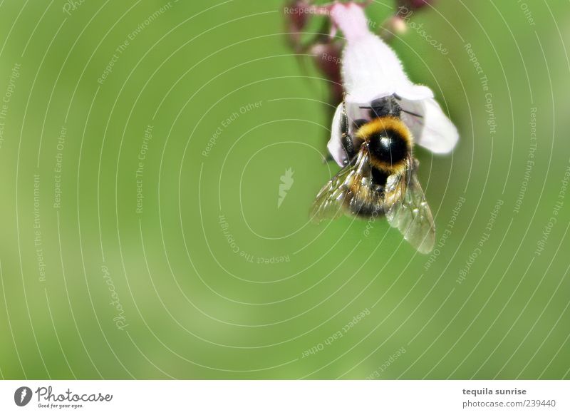 bumblebee Environment Nature Animal Plant Flower Blossom Foliage plant Wild animal Bumble bee Insect Green White Nectar Colour photo Exterior shot Close-up