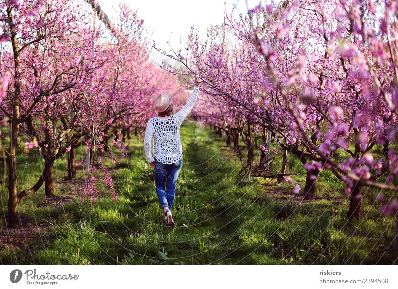 in love with the peaches iii Human being Feminine Woman Adults Life 1 30 - 45 years Environment Nature Spring Beautiful weather Peach blossom Garden Discover