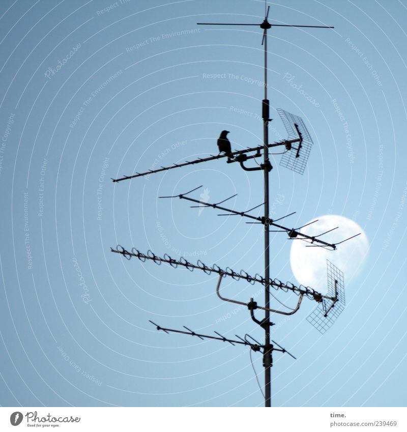 A little night music Technology Sky Moon Antenna Animal Bird 1 Metal Esthetic Blackbird Colour photo Exterior shot Deserted Copy Space left Evening Twilight