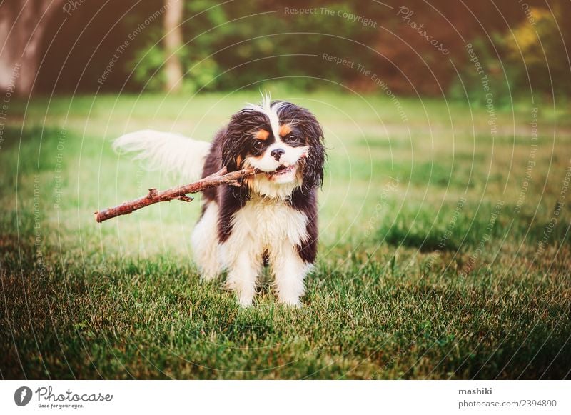 spaniel dog playing with stick Playing Summer Friendship Nature Animal Grass Pet Dog Toys Funny Cute Breed care cavalier king charles spaniel Domestic faithful