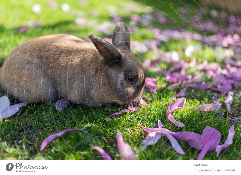 munch munch Nature Summer Beautiful weather Plant Tree Grass Blossom magnolia leaves Meadow Garden Animal Animal face Pelt Hare & Rabbit & Bunny Mammal Rodent