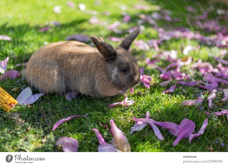 Dwarf rabbit I Nature Grass magnolia leaves Maize Garden Animal Animal face Pelt Hare & Rabbit & Bunny Pygmy rabbit Hare ears Mammal Rodent 1 Elapse Siesta