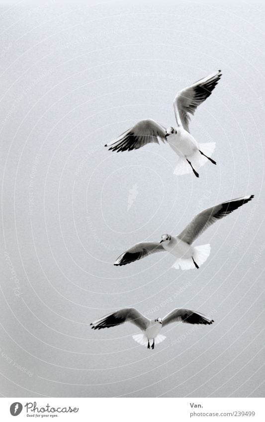Three seagulls Nature Animal Air Sky Wild animal Bird Wing 3 Group of animals Flying Gray White Seagull Flight of the birds Worm's-eye view Copy Space top