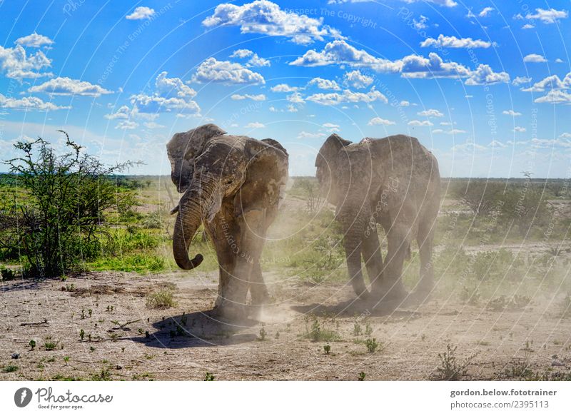 elephant lovers Elephant Pair of animals Sand Going Hiking Together Large Muscular Curiosity Blue Brown Gray Green Contentment Joie de vivre (Vitality) Bravery