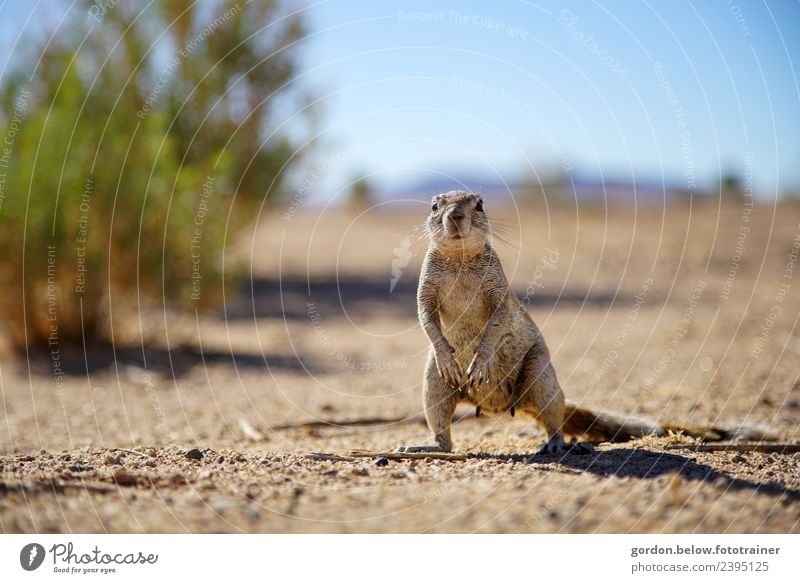 Curious squirrel in the desert Nature Earth Beautiful weather Bushes Squirrel 1 Animal Sand Stand Wait Curiosity Cute Brown Gray Contentment