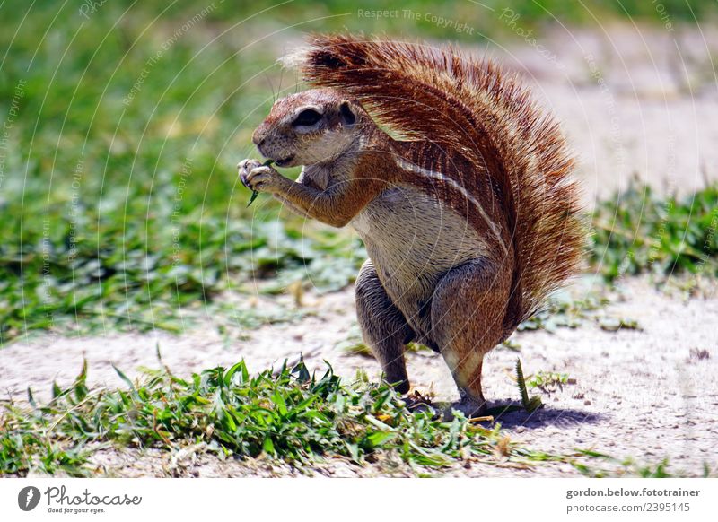 sweet-eyed squirrel Nature Landscape Earth Summer Grass Outskirts Deserted Animal Wild animal Squirrel 1 Joy Happy Contentment Joie de vivre (Vitality)