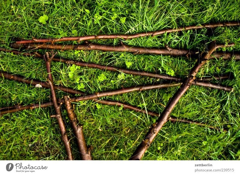 Mikado for advanced learners Plant Growth Green Branch Twig Twigs and branches Grass Lawn Meadow Colour photo Multicoloured Exterior shot Detail Deserted Day