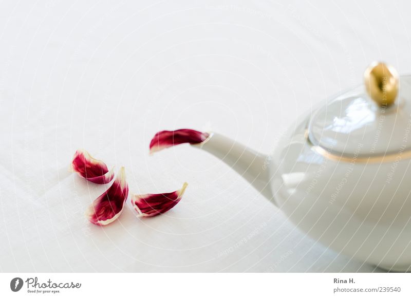 first flush Tea Teapot Tulip Red White Blossom leave tulip leaves Colour photo Interior shot Deserted Copy Space left Copy Space top Shallow depth of field Gold
