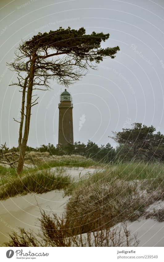 Darß Place Environment Nature Landscape Plant Sky Tree Grass Coast Beach Baltic Sea Ocean darßer place Darss Prerow Lighthouse Natural Wild Moody Wind cripple