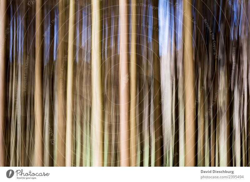 Forest on the move Nature Plant Animal Spring Summer Beautiful weather Tree Foliage plant Virgin forest Blue Brown Yellow Gray Green Black White Line