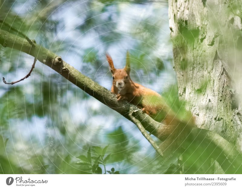 Curious squirrel in a tree Environment Nature Animal Sky Sun Sunlight Beautiful weather Tree Leaf Forest Wild animal Animal face Pelt Claw Paw Squirrel Eyes Ear