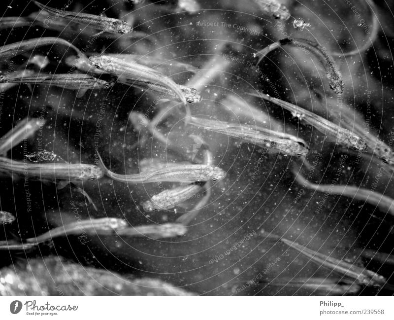 the brood ... Nature Animal Water Fish Group of animals Flock Baby animal Carp breeding fish Feed Brook River Black & white photo Exterior shot