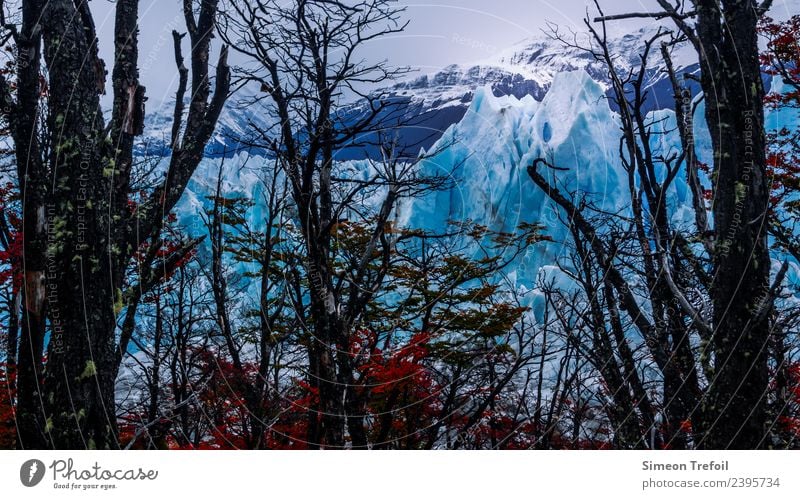 Perito Moreno II Tourism Adventure Far-off places Freedom Expedition Winter Argentina Landscape Elements Autumn Ice Frost Snow Tree Forest Mountain Patagonia