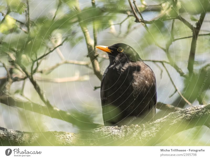 Blackbird in a tree Environment Nature Plant Animal Sun Sunlight Beautiful weather Tree Leaf Twigs and branches Wild animal Bird Animal face Wing Beak Eyes