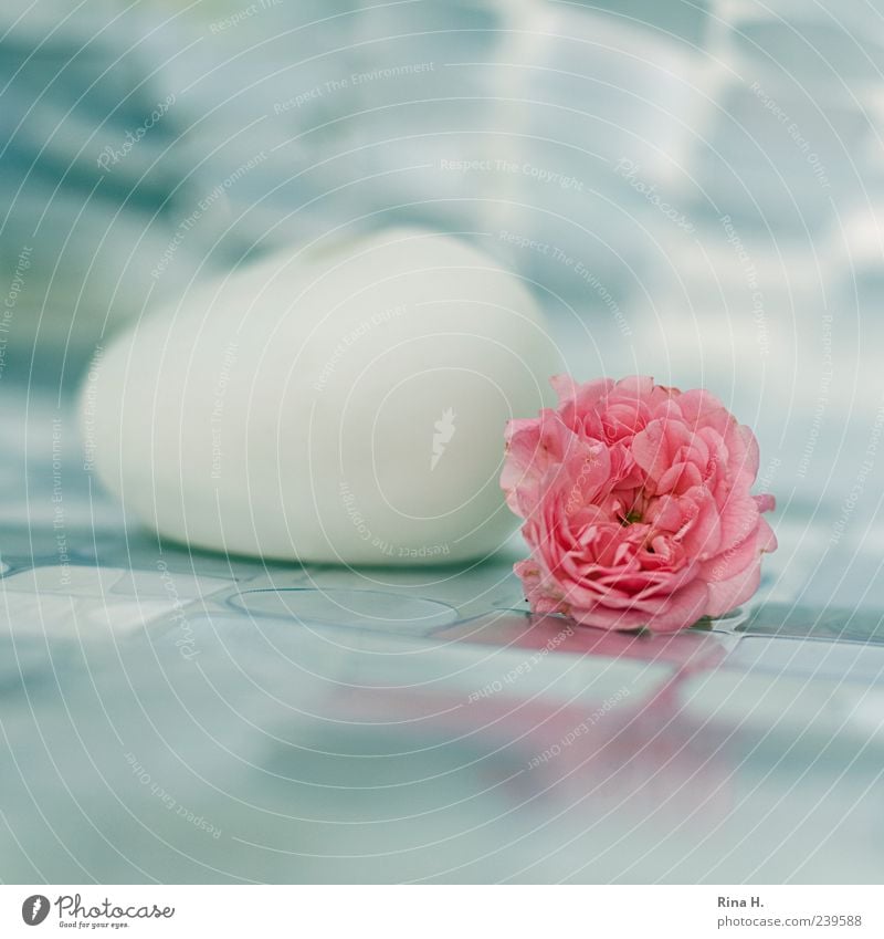 Still with Rose Blossom Esthetic Transience Still Life Colour photo Exterior shot Deserted Copy Space top Copy Space bottom Shallow depth of field White Pink