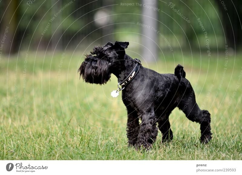 in the park Animal Grass Park Meadow Pet Dog 1 Stand Green Black Miniature Schnauzer Snout Neckband Colour photo Exterior shot Deserted Day Sunlight