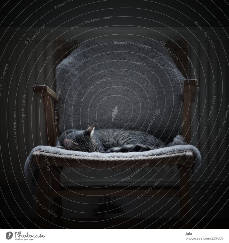 SLEEPING PLACE Flat (apartment) Chair Animal Pet Cat 1 Pelt Sleep Colour photo Subdued colour Deserted Day Light Shadow Animal portrait Closed eyes Cute Cuddly