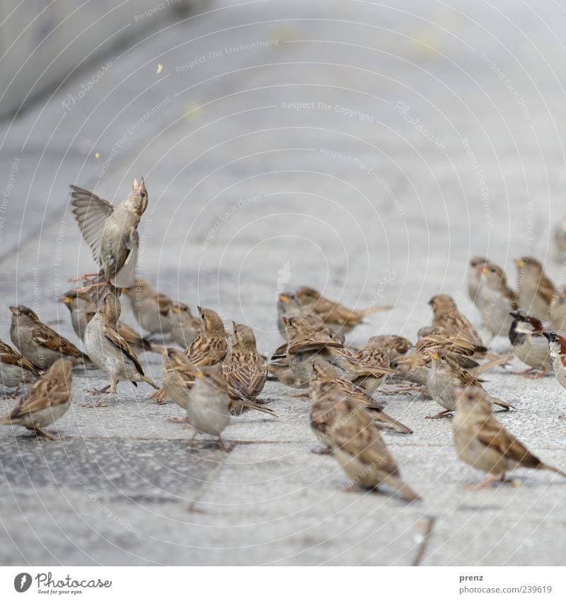 one is trying Animal Bird Group of animals Flying To feed Gray Sparrow Floating Footpath Feeding Wing Colour photo Exterior shot Deserted Day