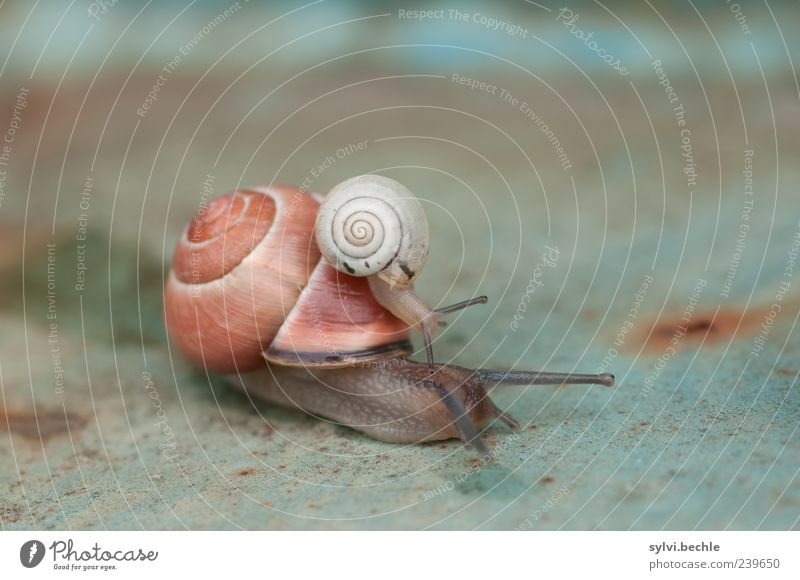 Carpooling II Animal Wild animal Snail 2 Pair of animals Baby animal Touch Movement Discover Together Safety Safety (feeling of) Curiosity Crawl Snail shell