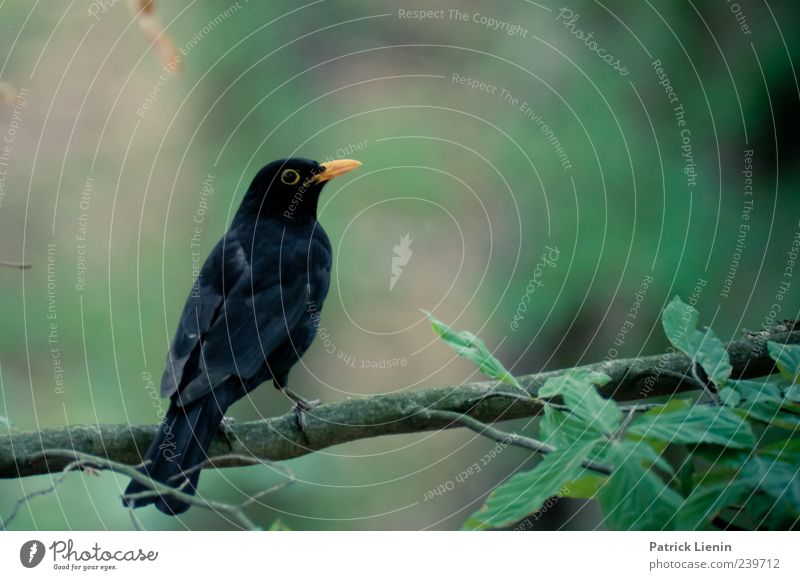 Guardian of the forest Environment Nature Plant Elements Animal Wild animal Bird Wing 1 Looking Sit Dark Beautiful Black Esthetic Uniqueness Style Blackbird