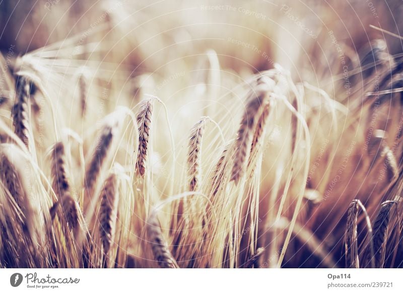 barley Environment Nature Sunlight Summer Beautiful weather Plant Agricultural crop Field Illuminate Brown Yellow Gold Emotions Moody Contentment Colour photo