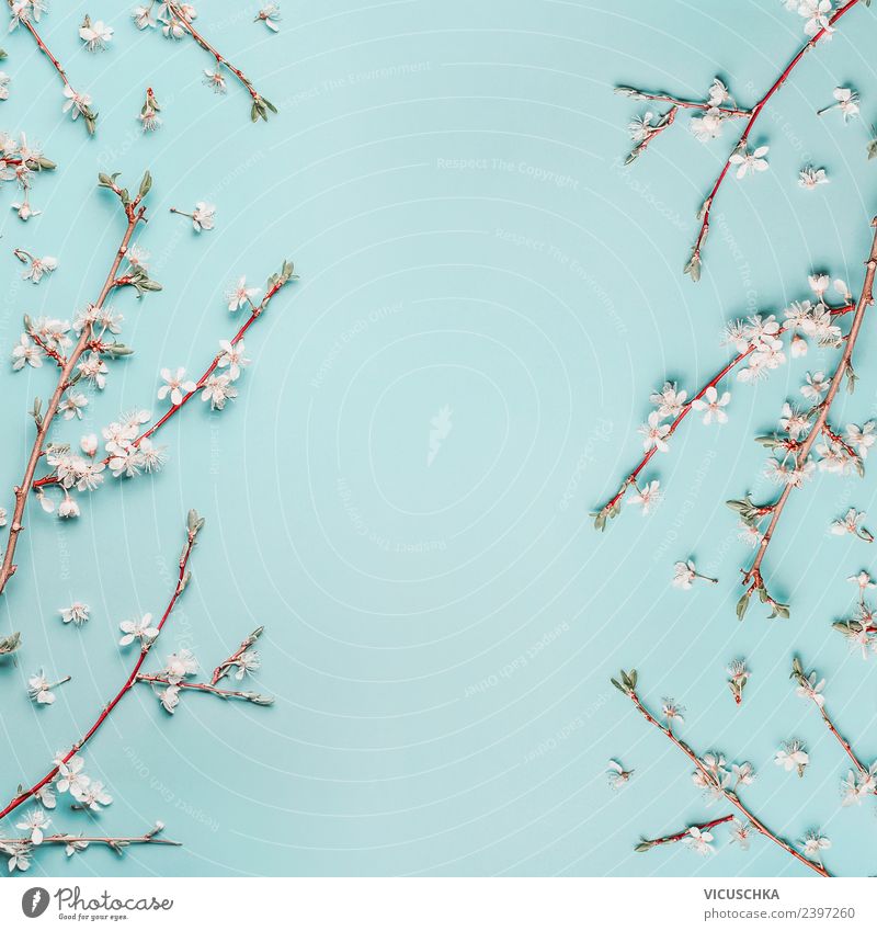Blue background with white cherry blossoms Style Design Nature Plant Spring Leaf Blossom Decoration Pink Spring fever Background picture Cherry blossom