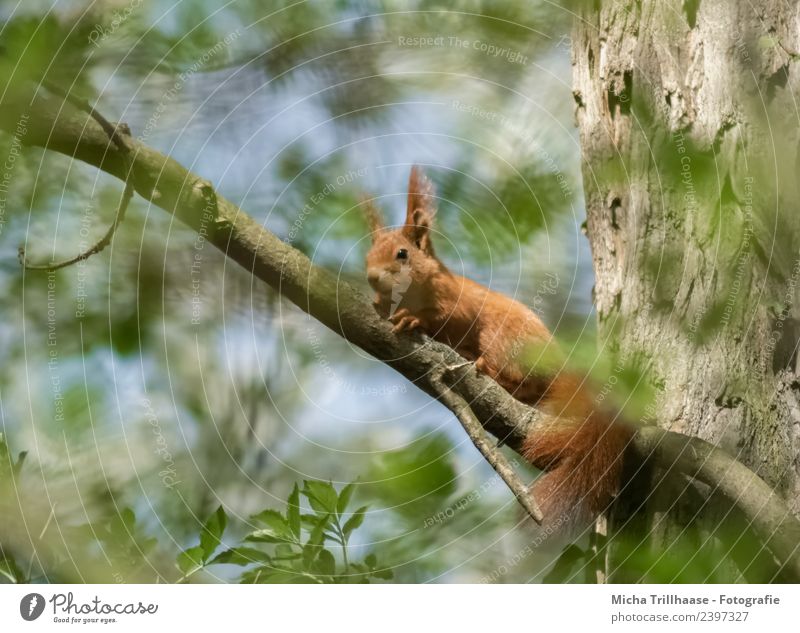 Squirrels in the sunshine Environment Nature Animal Sky Sun Beautiful weather Tree Leaf Forest Wild animal Animal face Pelt Claw Paw Tails Ear 1 Observe