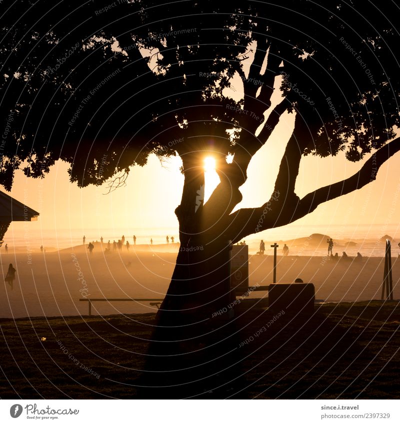Tree shadow at sunset on the beach in Cape Town Tourism Adventure Far-off places Summer Sun Nature Landscape Plant Elements Sand Air Water Beautiful weather