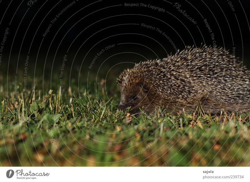 nocturnal active Nature Animal Lawn Wild animal Hedgehog 1 Thorny Brown Green Black Night Night shot Colour photo Exterior shot Deserted Copy Space top Evening