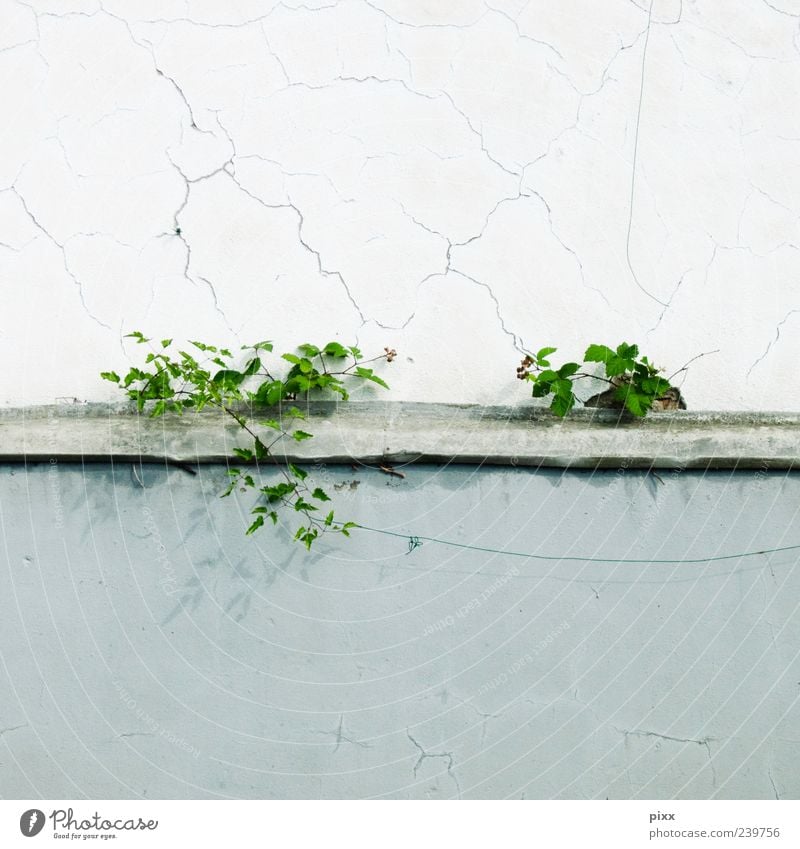 mauerBLÜMCHEN Nature Plant Foliage plant Wild plant Wall (barrier) Wall (building) Uniqueness Gray Green Fringe zone Torn Flower Derelict Colour photo