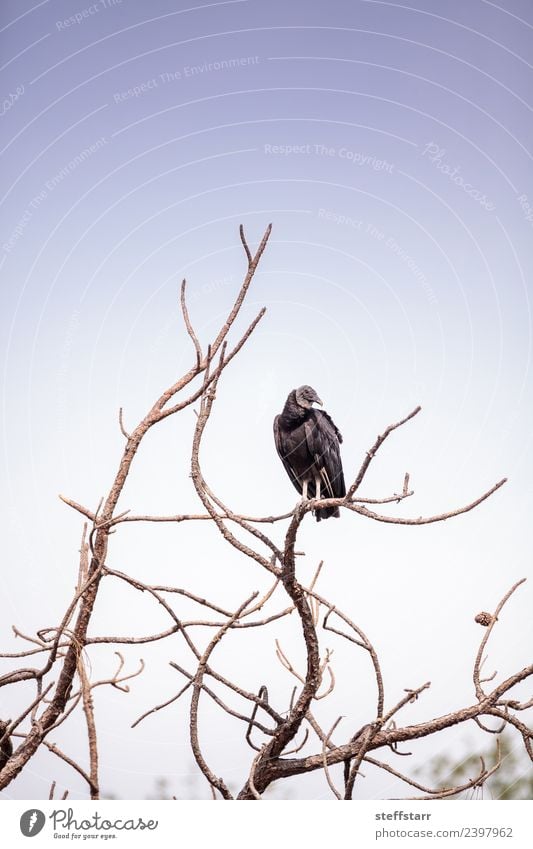 American Black vulture Coragyps atratus Nature Animal Tree Park Pond Wild animal Bird 1 Flying Wait Blue black vulture Vulture avian Scavenger Bird of prey