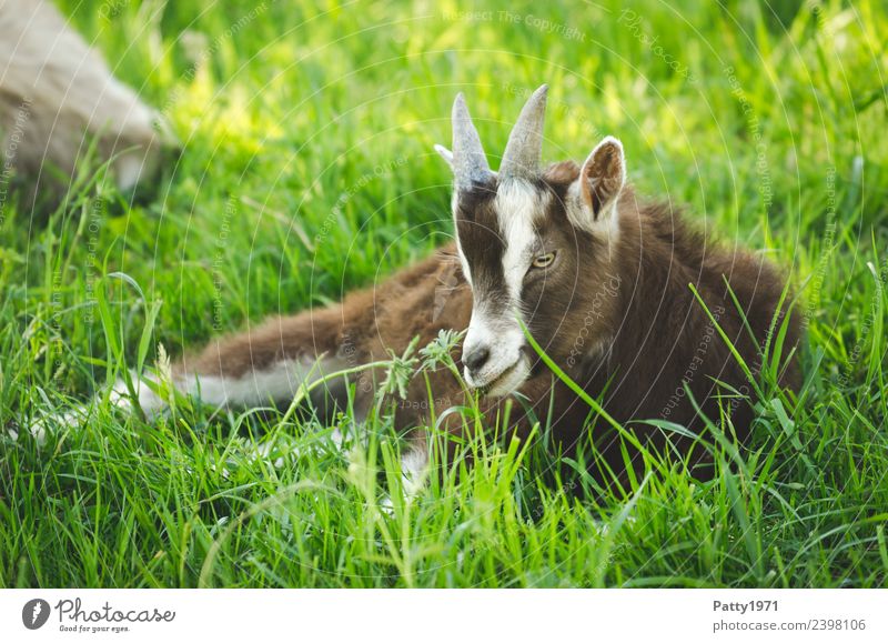 Young Thuringian Forest Goat Nature Landscape Meadow Pasture Animal Pet Farm animal Goats 1 Baby animal Lie Relaxation Idyll Colour photo Exterior shot Deserted