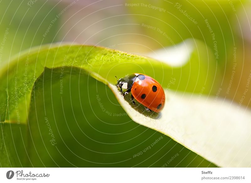 Lucky charm on the quince leaf lucky beetle Good luck charm Ladybird Beetle symbol of luck Happy red beetle Quince leaf Congratulations Cute native beetle
